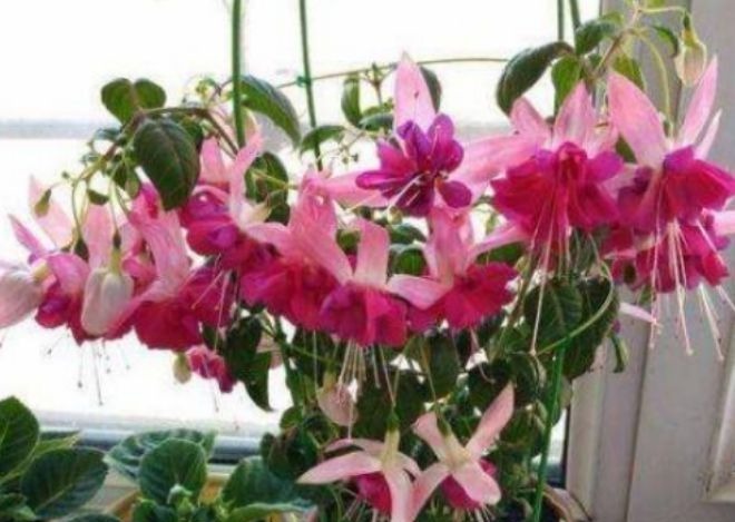 半日照|卧室就养“3种花”,赏心悦目,清香安神,改善睡眠质量