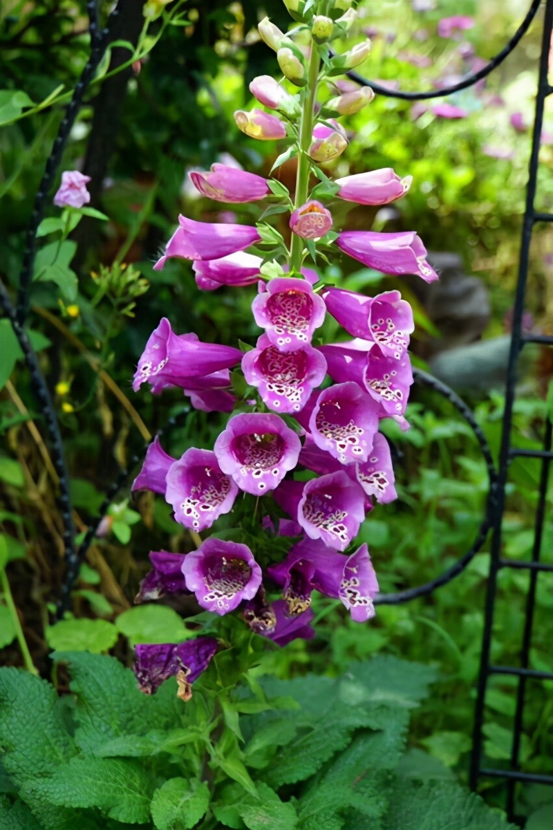 散光|5种耐阴花的日常养护，习性早知道，养花不求人