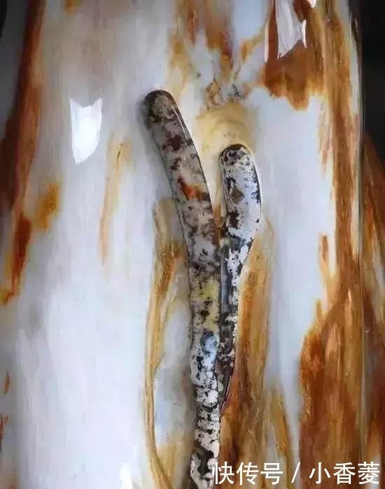  虫子|2亿年前的五条虫子 与大树一起变成了玉石！