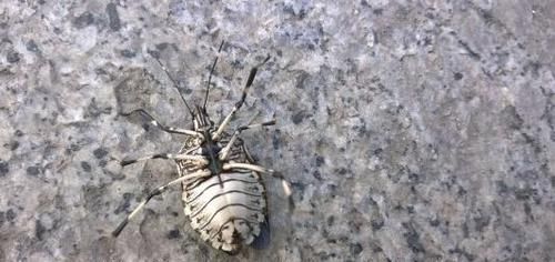 村里老人愛說：“有錢人吃鹿茸，沒錢人吃屁巴蟲”，屁巴蟲是啥