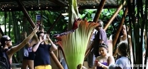 植物|一棵活了150年的植物终于开花了,然而却尸臭连连,望而却步