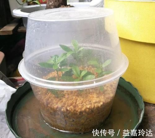 阿司匹林|养花扦插育苗，用它催根，存活率太高，家里都摆不下了！