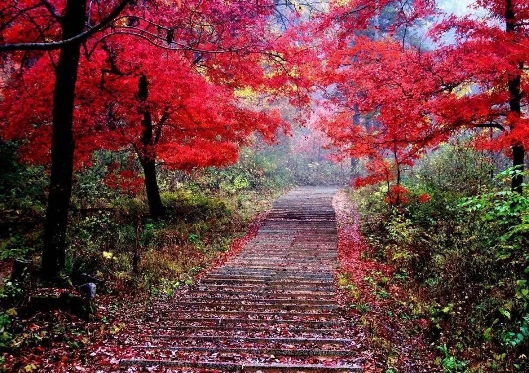 秋风&杜甫一首秋天的诗,字句皆律,誉为“古今七言律第一”