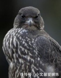 到底|玖月晞否认抄袭融梗,抄袭融梗的底线到底在哪?