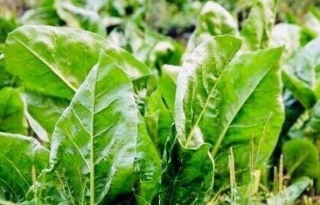 小知识|经常月经紊乱的女性，此菜经常吃，改善失眠，预防妇科疾病！