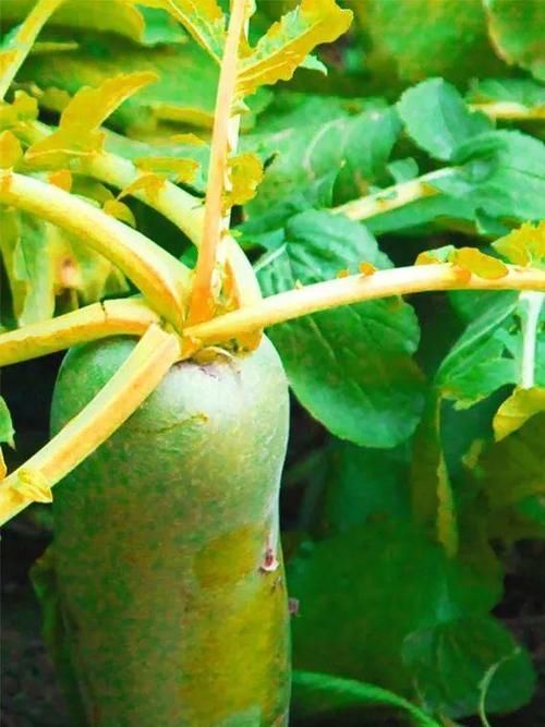 老年人科学的饮食搭配，有益于推迟衰老，健康长寿