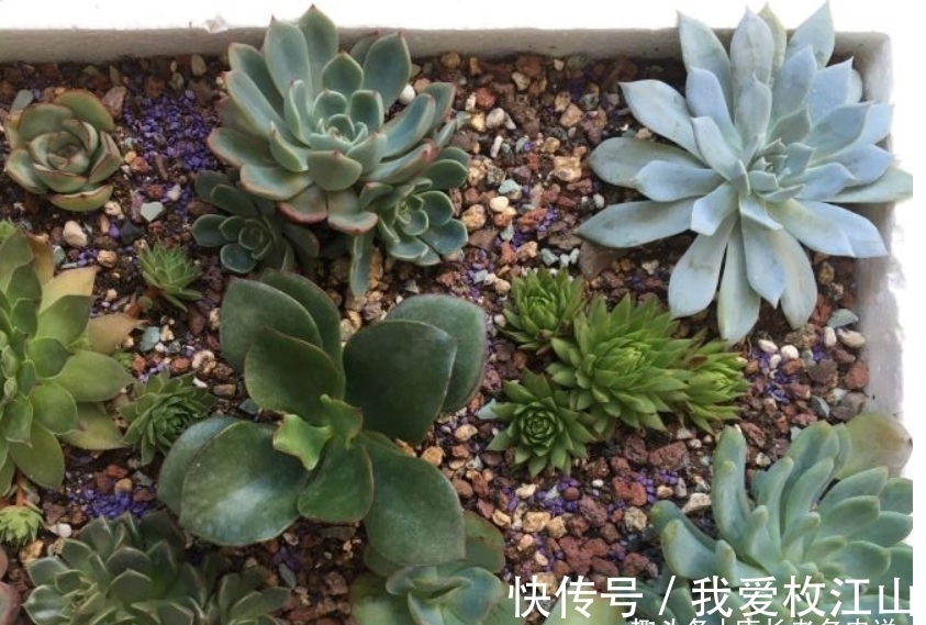 用泡沫箱来养多肉老桩?只要我们把细节做好,同样可以养出状态来