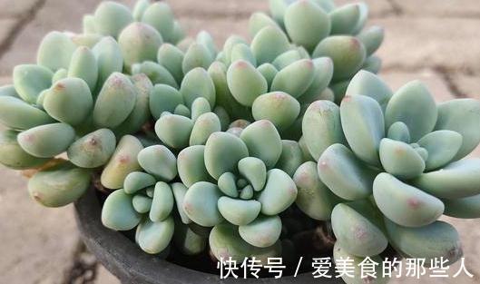 多肉植物劳尔控养经验分享,看看您所在的地区能控出不同状态吗