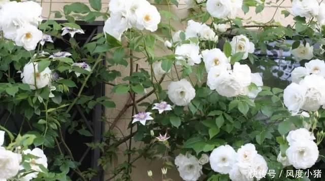 种植|家里有院子不如搞个种植池,这几样植物推荐给你