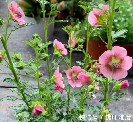 农历|农历十一月大雪过后,养什么花?家里养3种花,幸福快乐吉祥安康