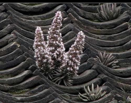 多肉植物|老家屋顶上若有“这种草”，可是“福气”，小心留着，很珍贵