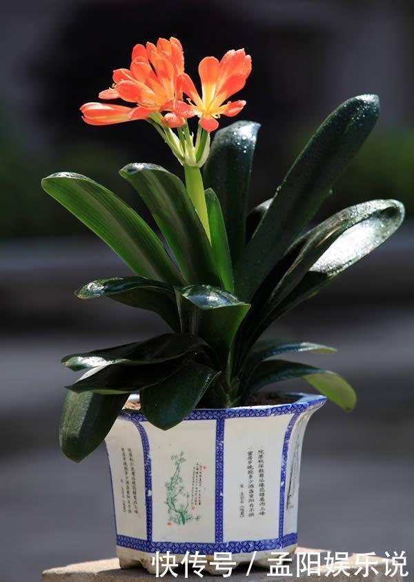 君子兰花期|君子兰用什么肥料最好,家里常备这三种肥料就足够了