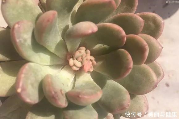 相见恨晚的“多肉爆盆法”,挑个心,切一刀,新芽多到溢出盆!