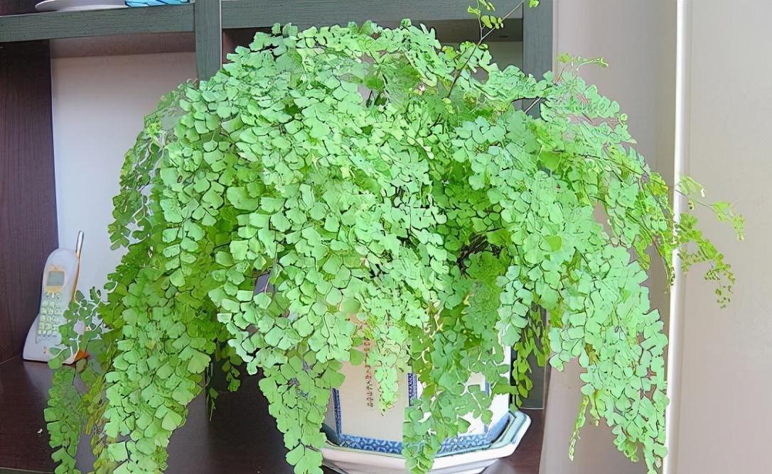 5种必养之花,远离甲醛保持健康,养100盆都不嫌多