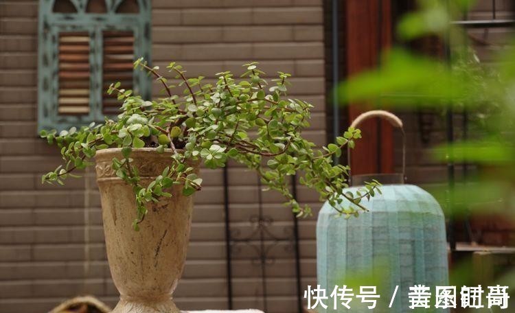 花园|荒废多年的80㎡小院,2年半时间打造成下沉式花园,太漂亮了!