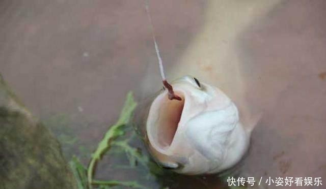 钓鱼|蚯蚓钓鱼还空军 三个绝技让你分分钟渔获翻倍