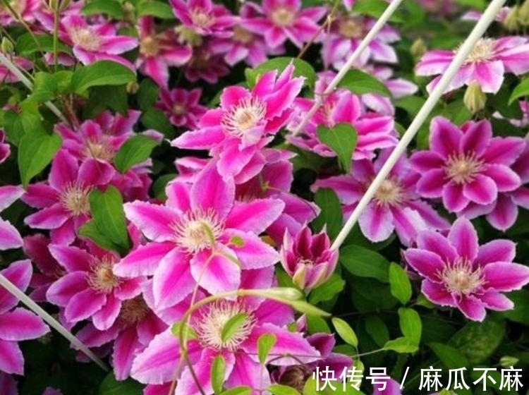 铁线牡丹|几种花,开花漂亮又好养,美爆了,叶子漂亮,还能开花