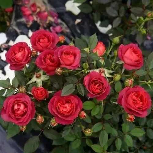 区别|月季、蔷薇、玫瑰有区别，懂得1点，全都能养好，开花一茬茬