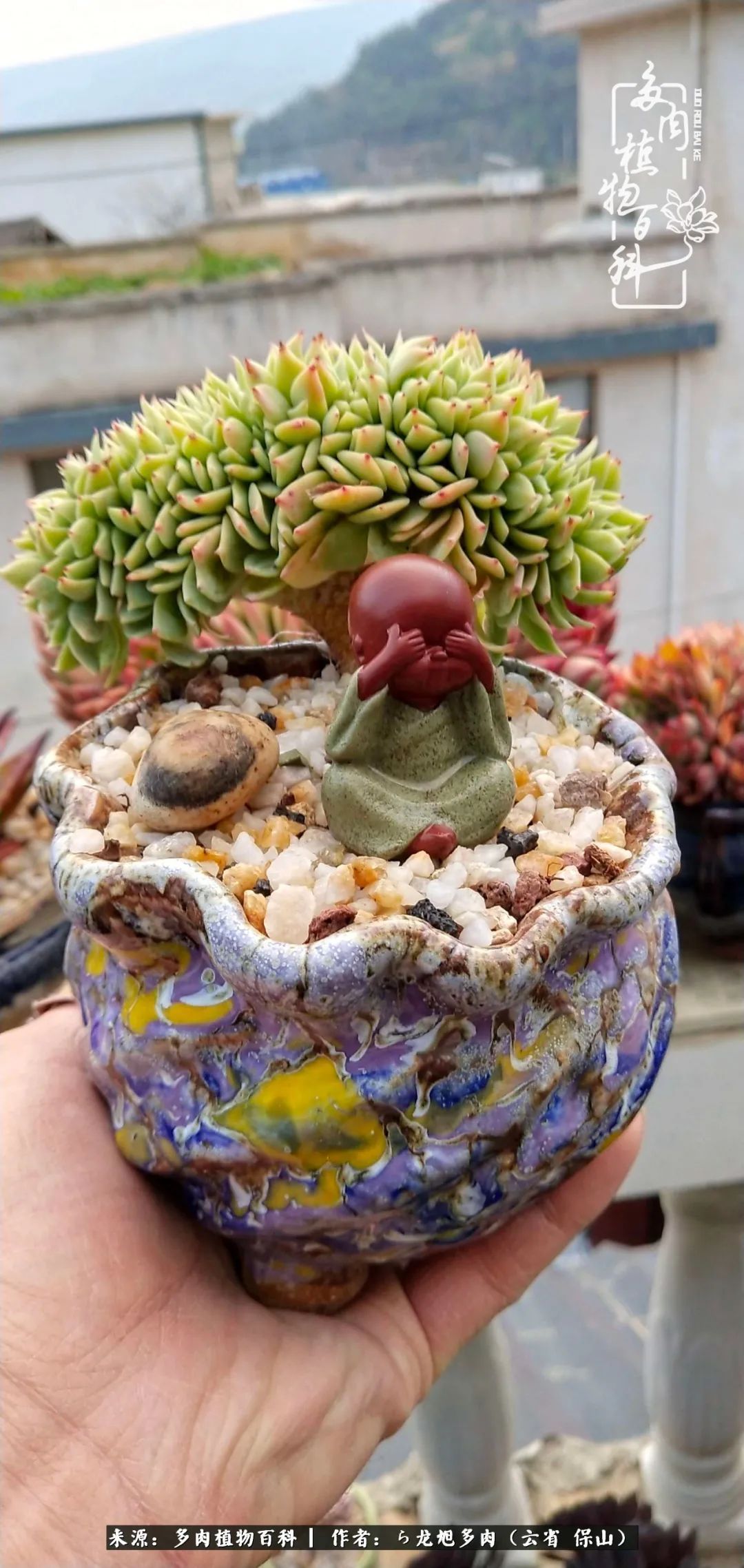 叶片|美了，美了！当秋天的风吹向你我的多肉！