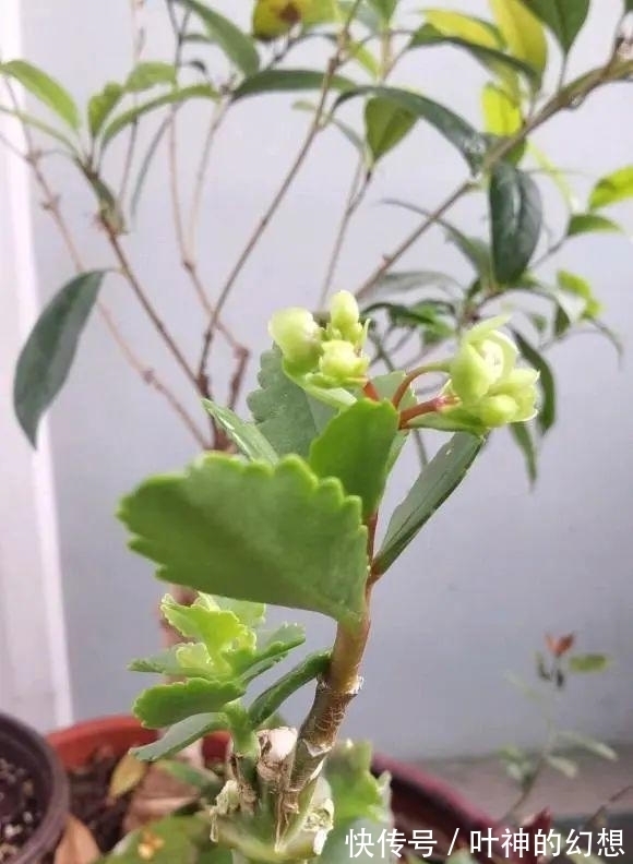 长寿花|养几棵不死鸟,长大后留着嫁接,嫁接长寿花,开花数量翻倍