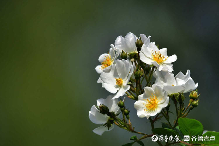 济南泉城公园白色野蔷薇花开烂漫，宛如夏天的小精灵|花开齐鲁| 野蔷薇