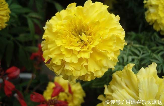 此花是母爱之花，绚丽怡人，代表着伟大的母爱，让人深深的感动！