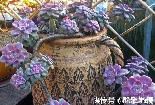 多肉|爱多肉的花友几乎都养过的8个品种,长寿花老少皆宜,桃蛋最迷人