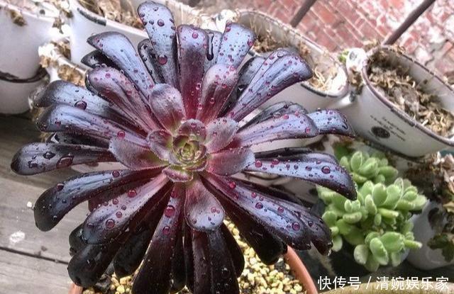 新芽|黑法师直接砍一刀,窜出满盆新芽,花盆容不下,养出大老桩!
