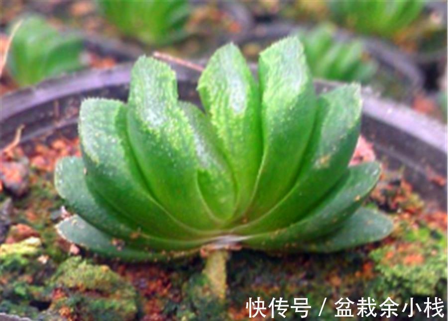 玉露|多肉中的6位“玉美人”,风姿绰约,晶莹剔透,养出状态太美了