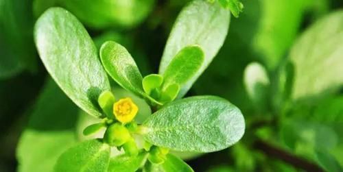 荸荠|6种食物能帮助控制血压,高血压的人可常吃,稳定血压保健康