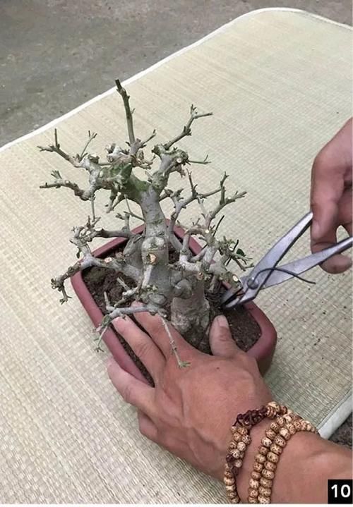 双干式盆景不一定要连体，两株对节白蜡即能成双杆，要不试试？