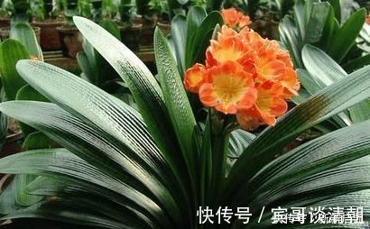 君子兰|婆婆在家种了10年君子兰,没想根茎比我手臂还粗开花开得好奇怪