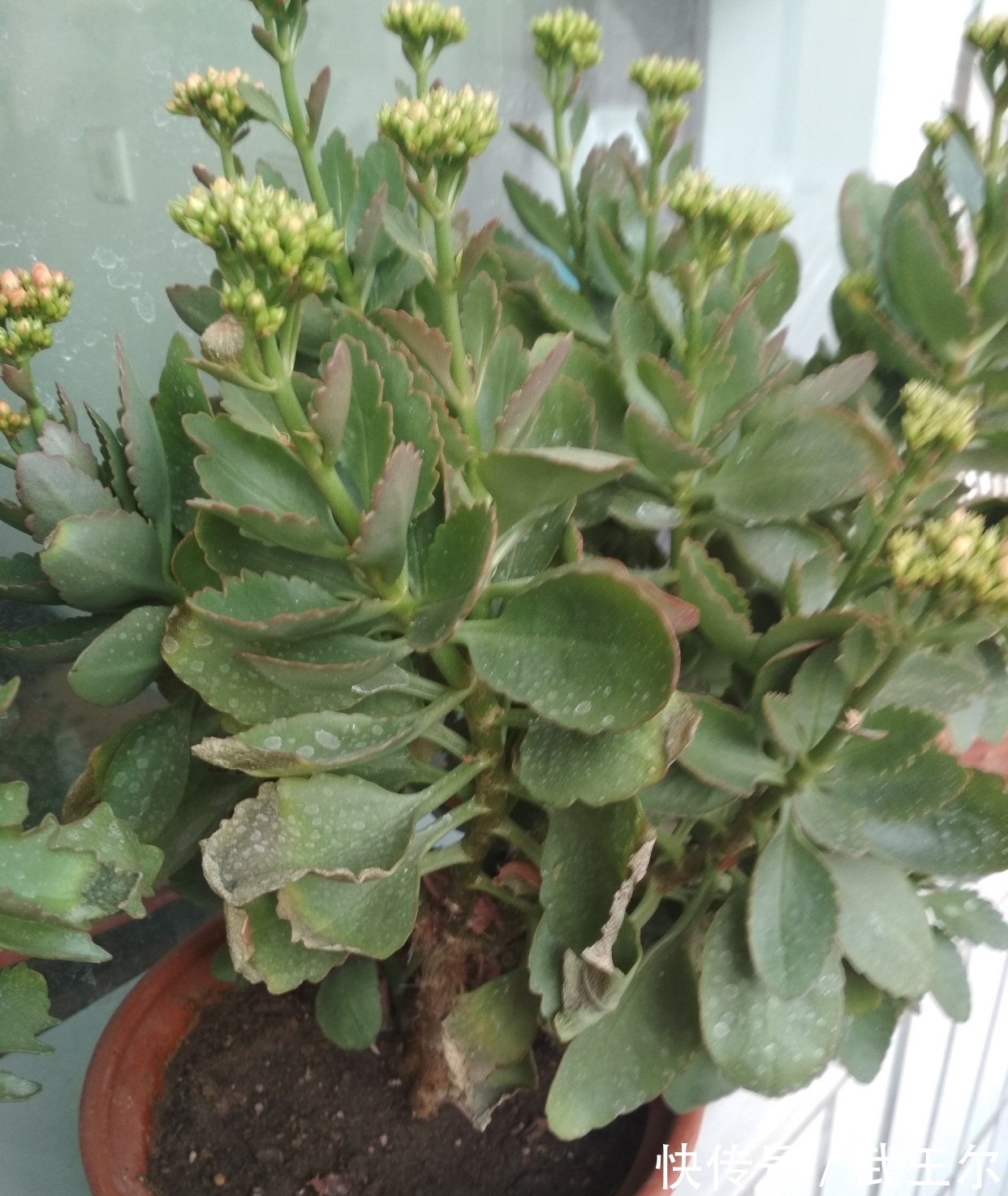 修剪|长寿花的打顶时机是什么?