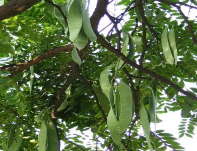 食物|聪明的女性都爱吃3种食物,美容养颜,补血益气,增强抵抗力
