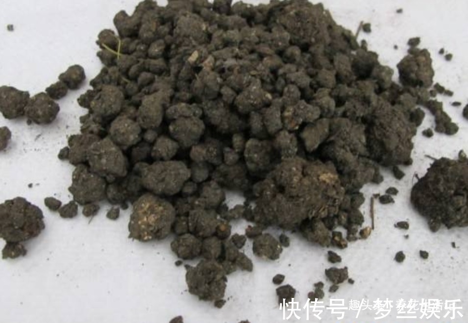 月月|月季花开花少试试这“3种”肥,夏秋开花简单繁多,观赏效果强