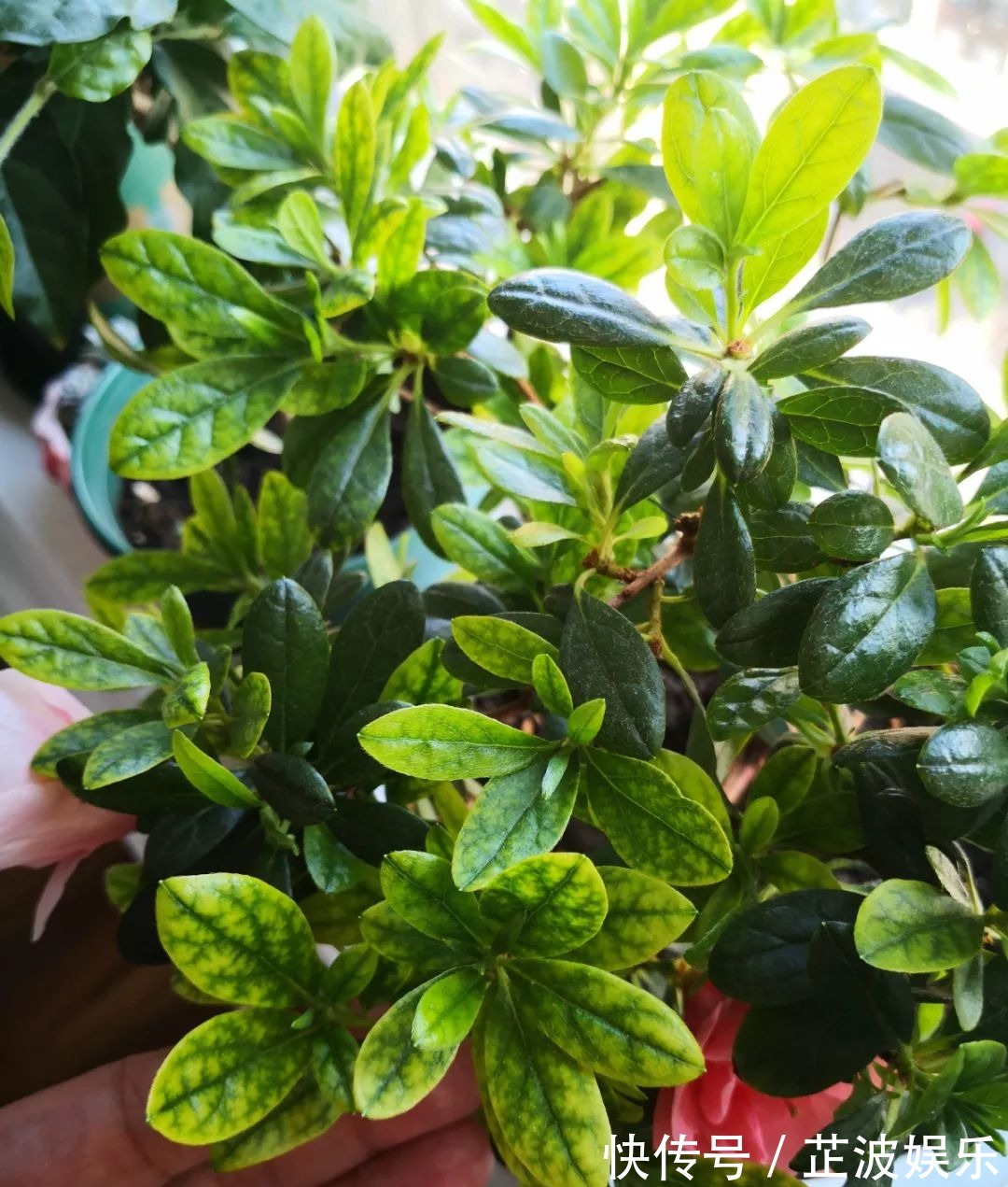 绿萝浇啤酒,文竹来勺糖,1个月嗖嗖长2米!
