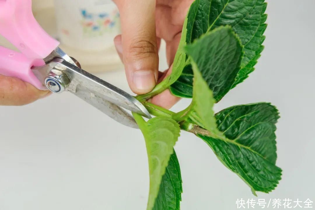 11种常见花，现在扦插，成活率特高