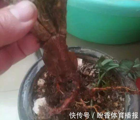 家中的花总是“烂根”养不活？往盆中扔2样东西，花苞挂满枝头！