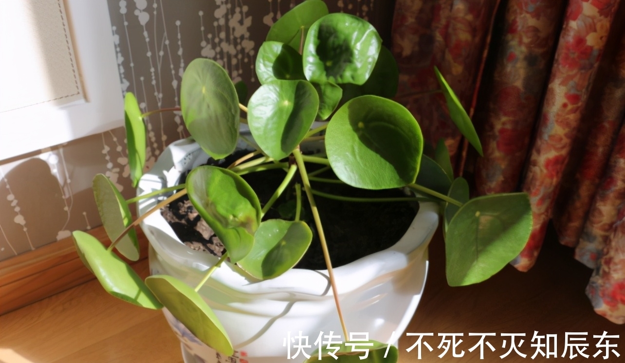 学会制作这3样养花肥,掌握正确用法,不花钱就能用上好肥料