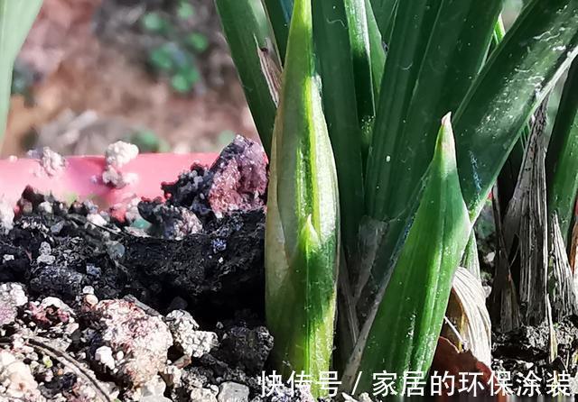 兰花|用细土种植兰花，真的会烂根腐苗吗？兰友：真正的窍门没弄懂