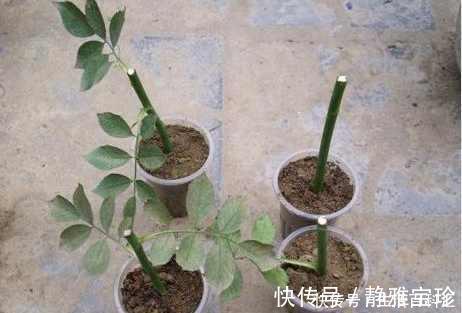 扦插月季没一根成活？那是你方法不对，这样一插就活
