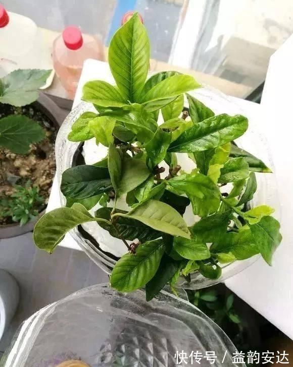 家里的塑料油桶别扔，有3个“妙用”，种菜效率高，扦插生根快