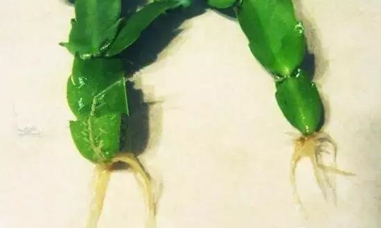 秋天养花,用到2种“生根剂”,花卉长出“胡须根”,一学就会