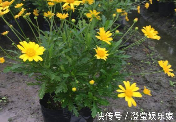 阳台摆什么选 春菊 花语暗恋 开花淡雅清秀 又美又清爽 粉紫色