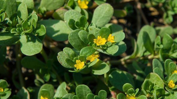 亚洲蔬菜研究中心|农村常见的3种野草，每一个都是“宝”，不仅清心明目，还抗衰老