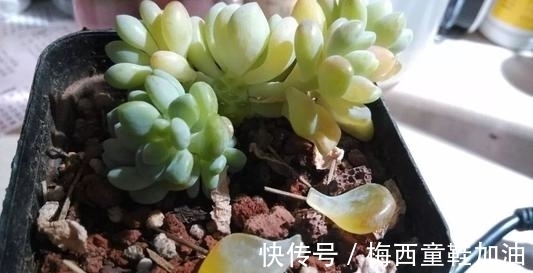 烂根|多肉植物出现3个症状,赶快换盆换土,催一圈侧芽,养成小老桩!