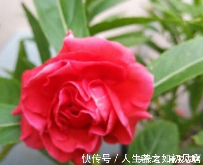 百合竹百合竹|3种花养家里，旺运又招财，听名字就喜庆，大家都抢着买！