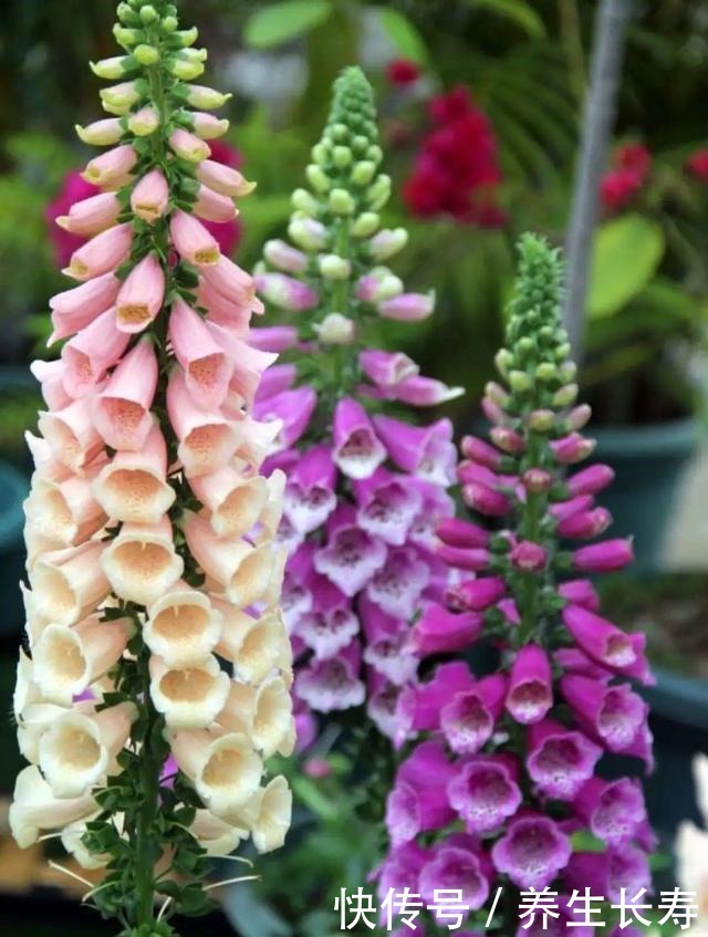 有些花名字太奇葩，叫出口太尴尬，开花却很美！