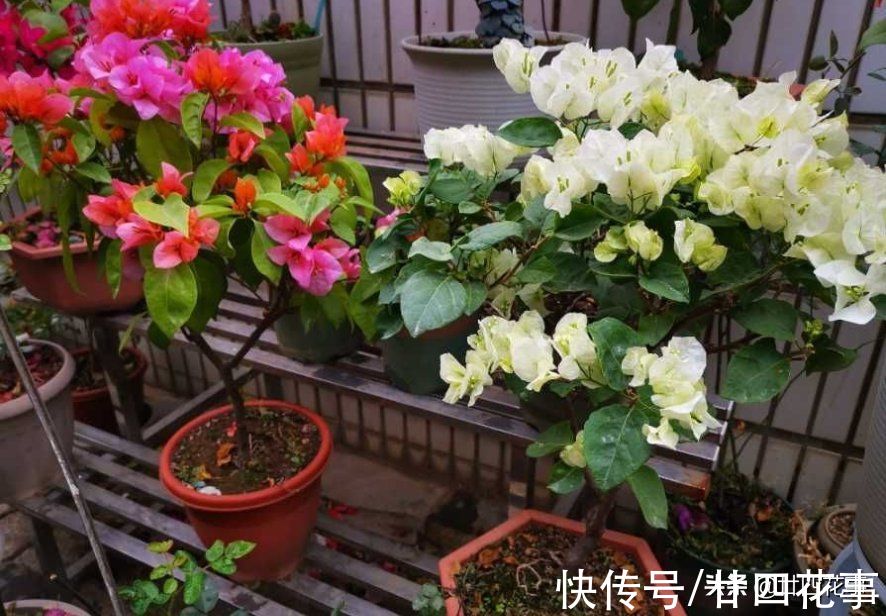 浇水|学会3个小技巧，不用控水，三角梅依然爆花，一茬接一茬