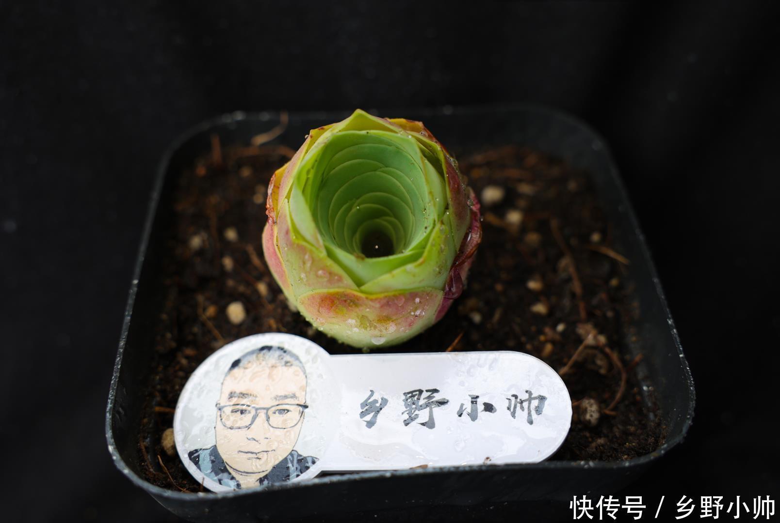 春秋型|夏种型多肉 、冬种型多肉、春秋型多肉，原来多肉还可以这么分